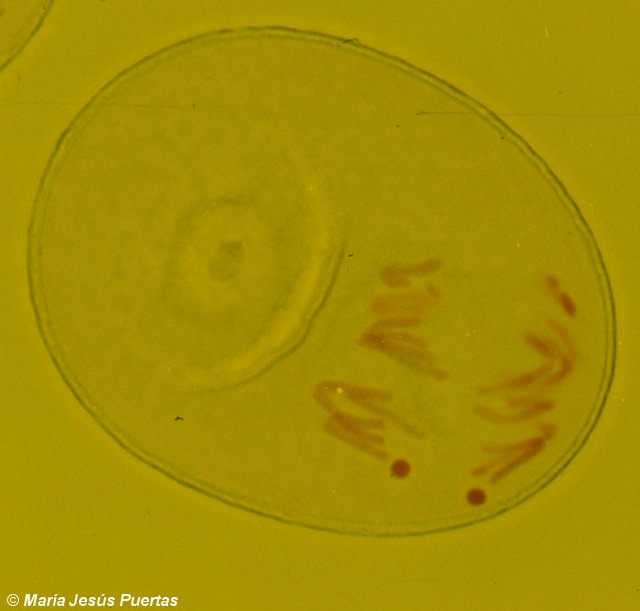 Mitosis de polen de centeno con cromosomas B