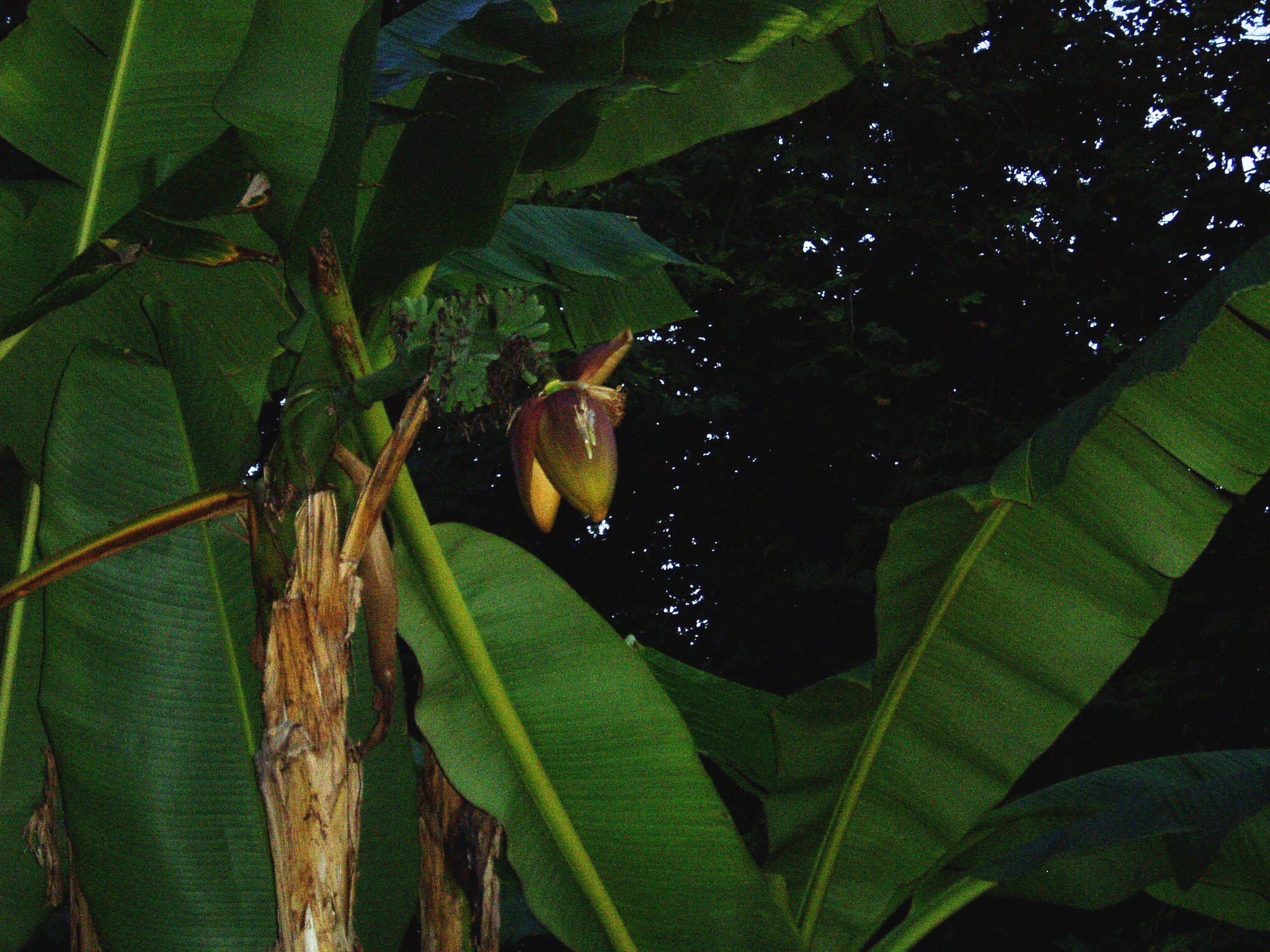 Flor del Banano (1)