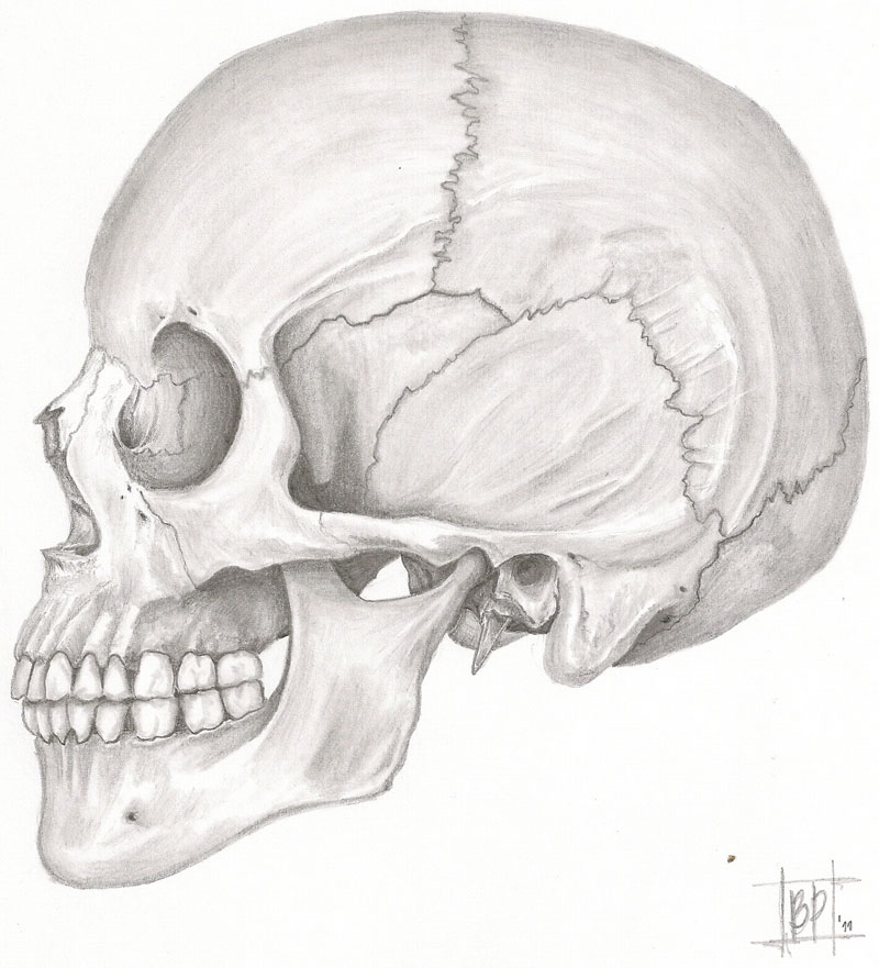 Dibujo cráneo