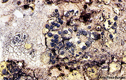 Acarospora schleicheri
