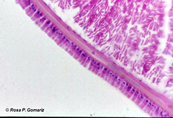 Tegumento de cefalocordado, Cephalochordata, Branchiostoma lanceolatus