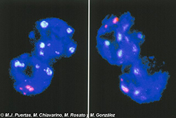 Cromosomas B en células binucleadas del tapete